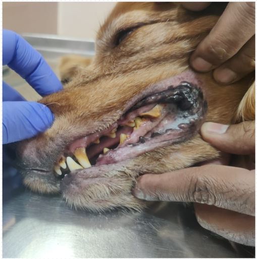 Sarvadnya Pet Care Unit veterinary clinic, Pune